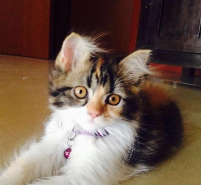 Котката на Рича Чада - Камли