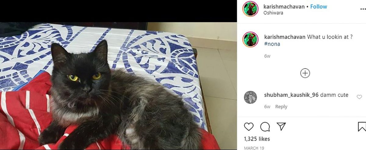 Postagem de Karishma Chavan no Instagram falando sobre seu gato