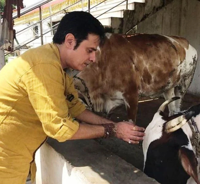   Rahuls Rojs govju patversmē