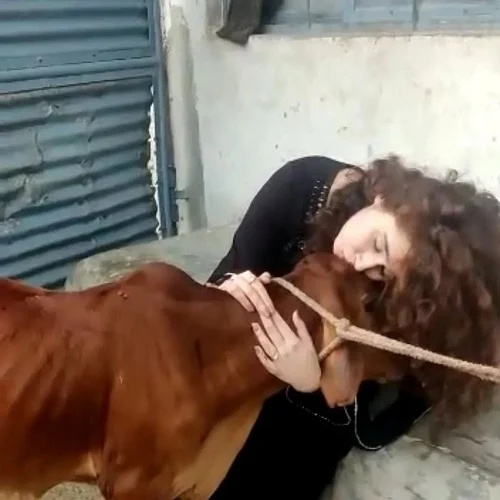   Himanee Bhatia lehmän kanssa